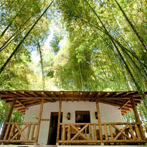 El Bosque del Saman Alcala